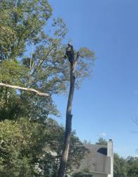 Ds Tree Services Corp.
