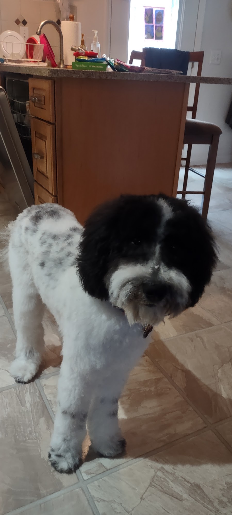 Rochester Grooming Studio Henrietta