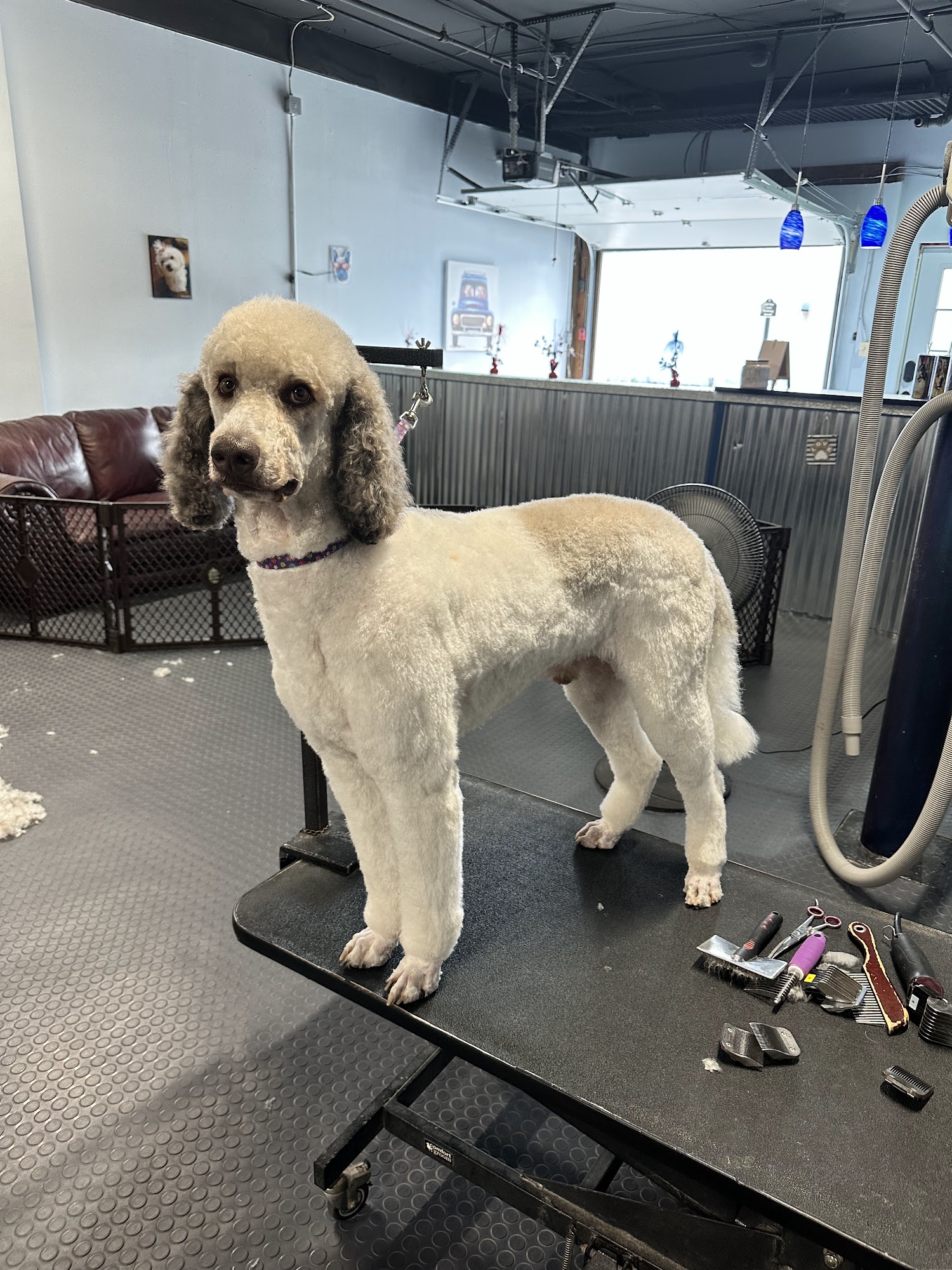 All Fur Love, Dog Grooming Penfield
