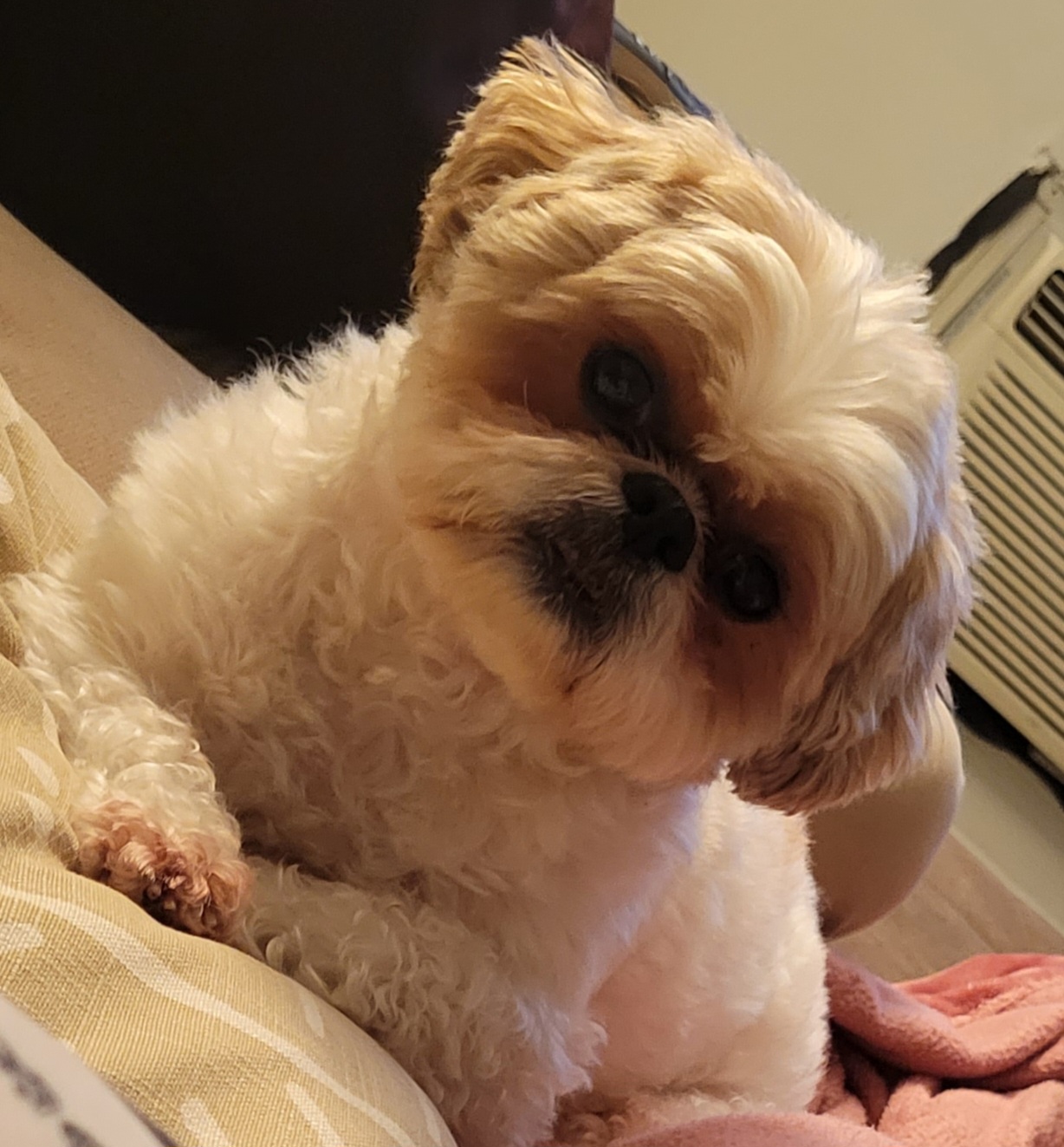 Mr. Paw Pet Grooming Queens