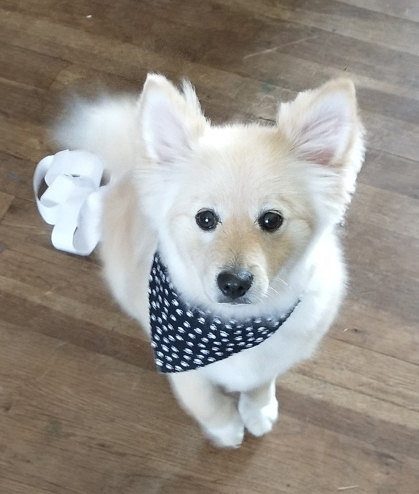 Mutt Cuts By Nicole Cincinnati