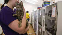 Knox County Humane Society - Cat Shelter