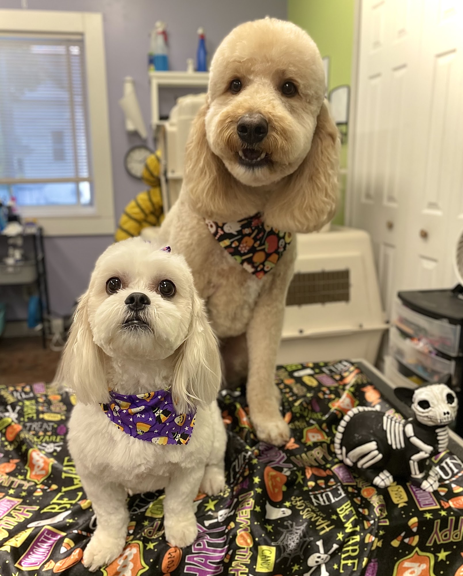 Pupcuts Grooming Salon Perry