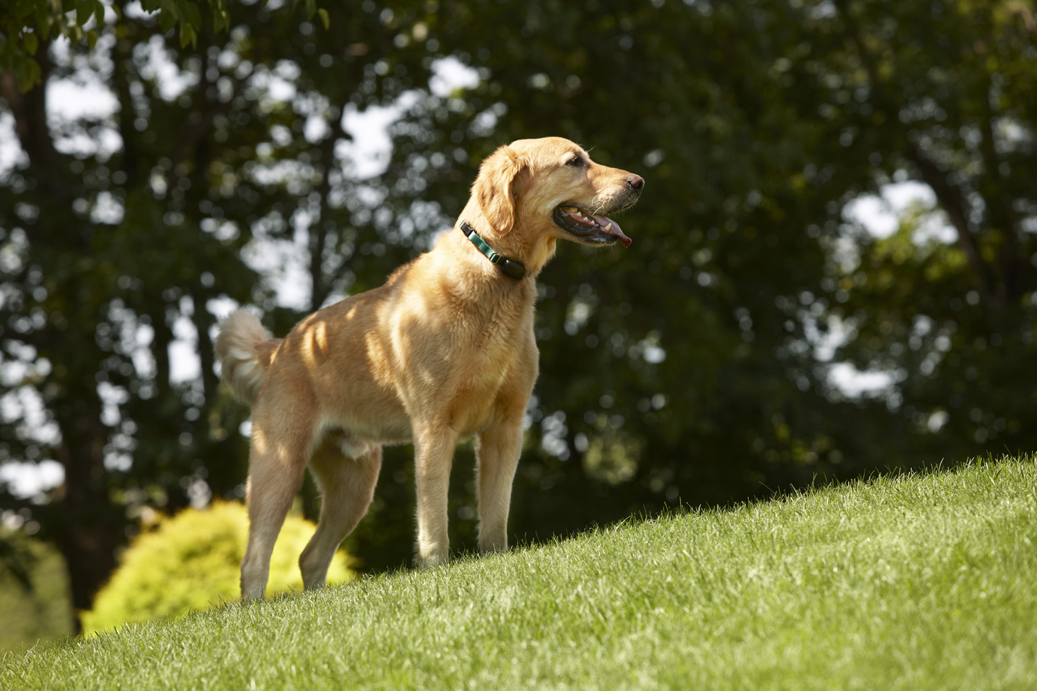 DogWatch Hidden Fences of Greater Cincinnati 3276 E Sharon Rd, Sharonville Ohio 45241