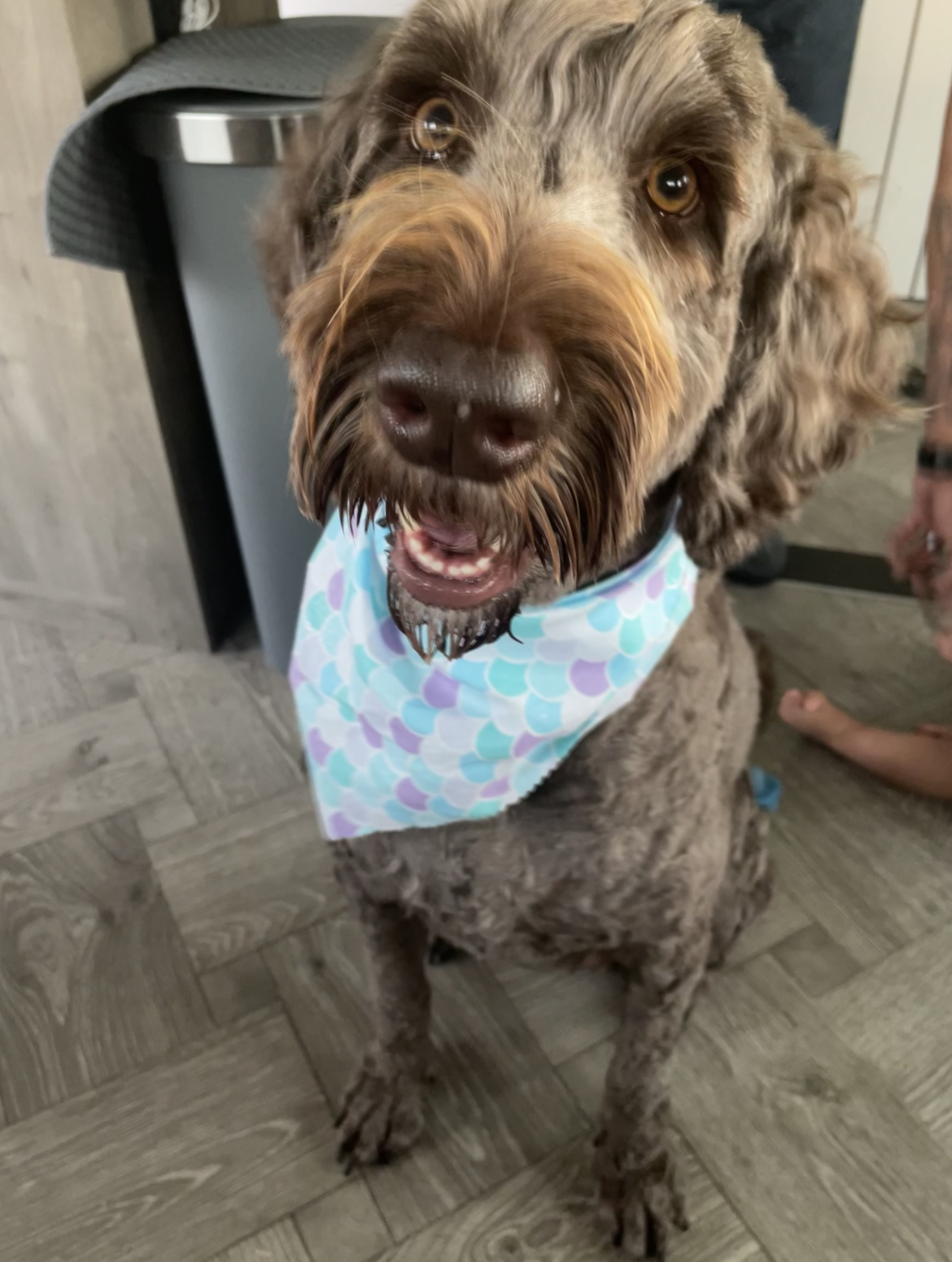 Gentle Touch Pet Grooming Toledo