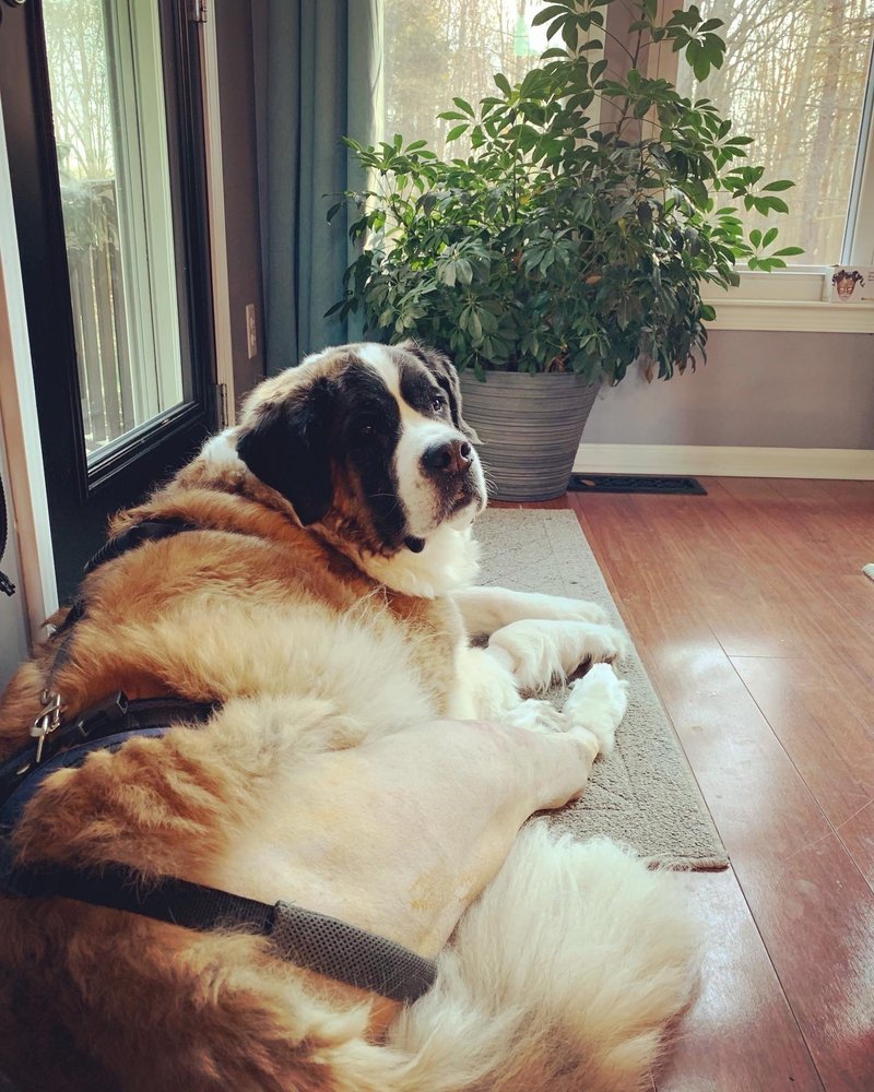 Synergy Veterinary Care Westlake