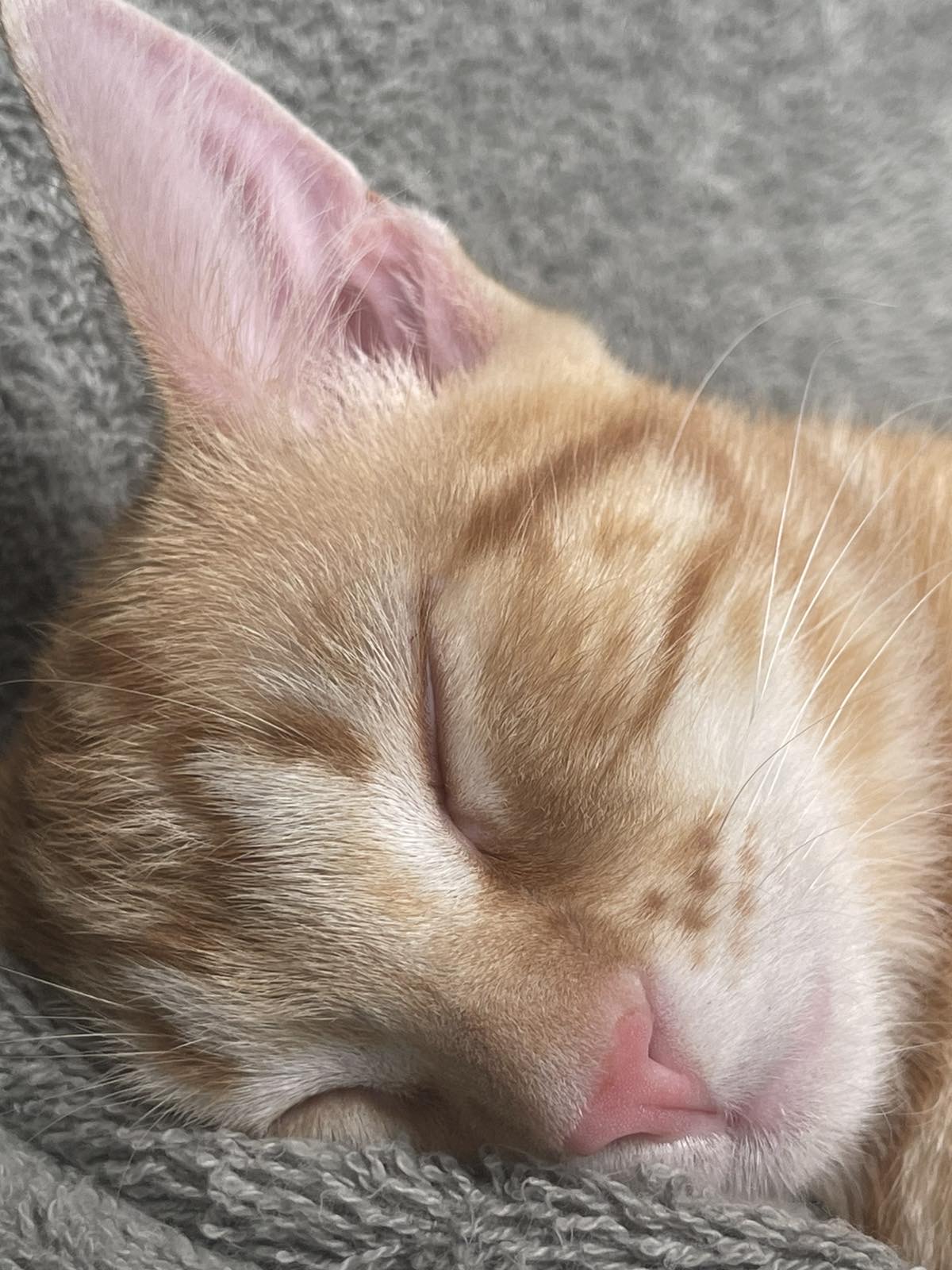 Animal Medical Center LLC Ada