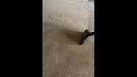 Immaculate Touch Carpet Cleaning