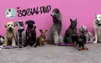 The Social Pup Dog daycare, boarding & grooming