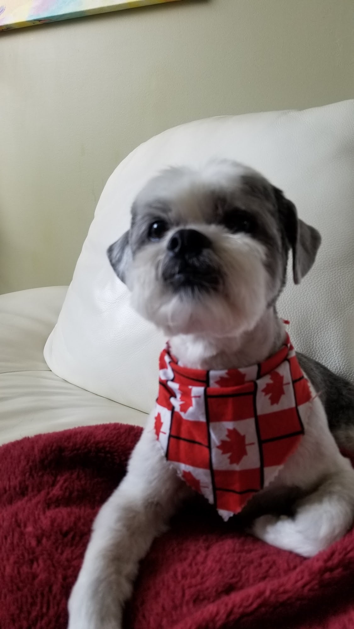 Pampered Pooch Belleville