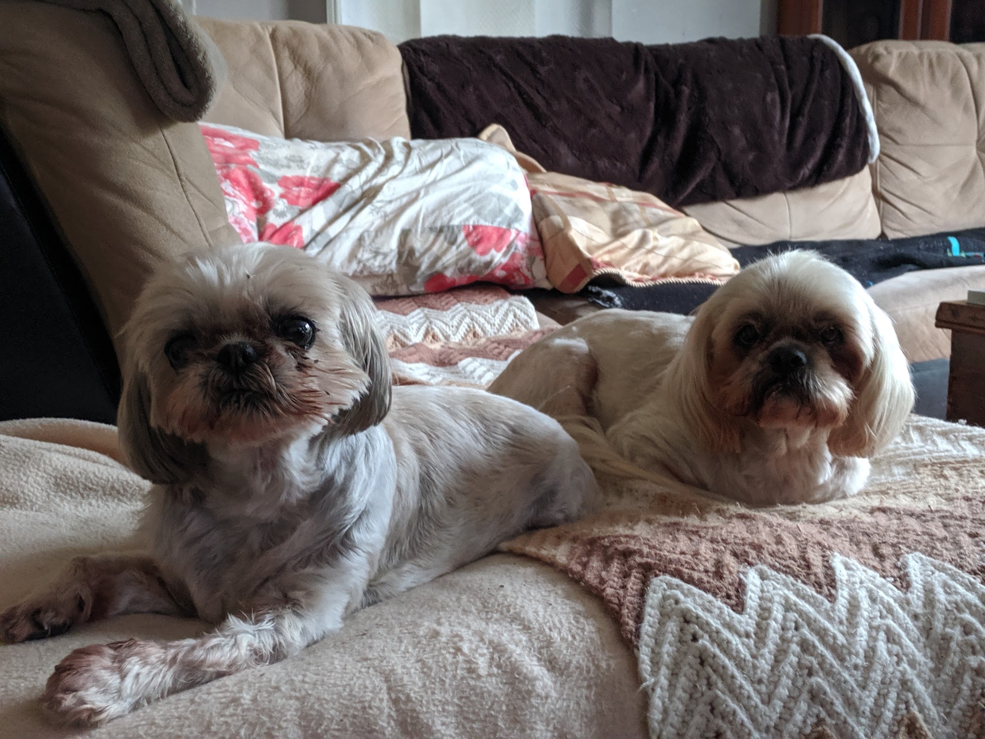 Yuppy Puppys Pet Salon Belleville