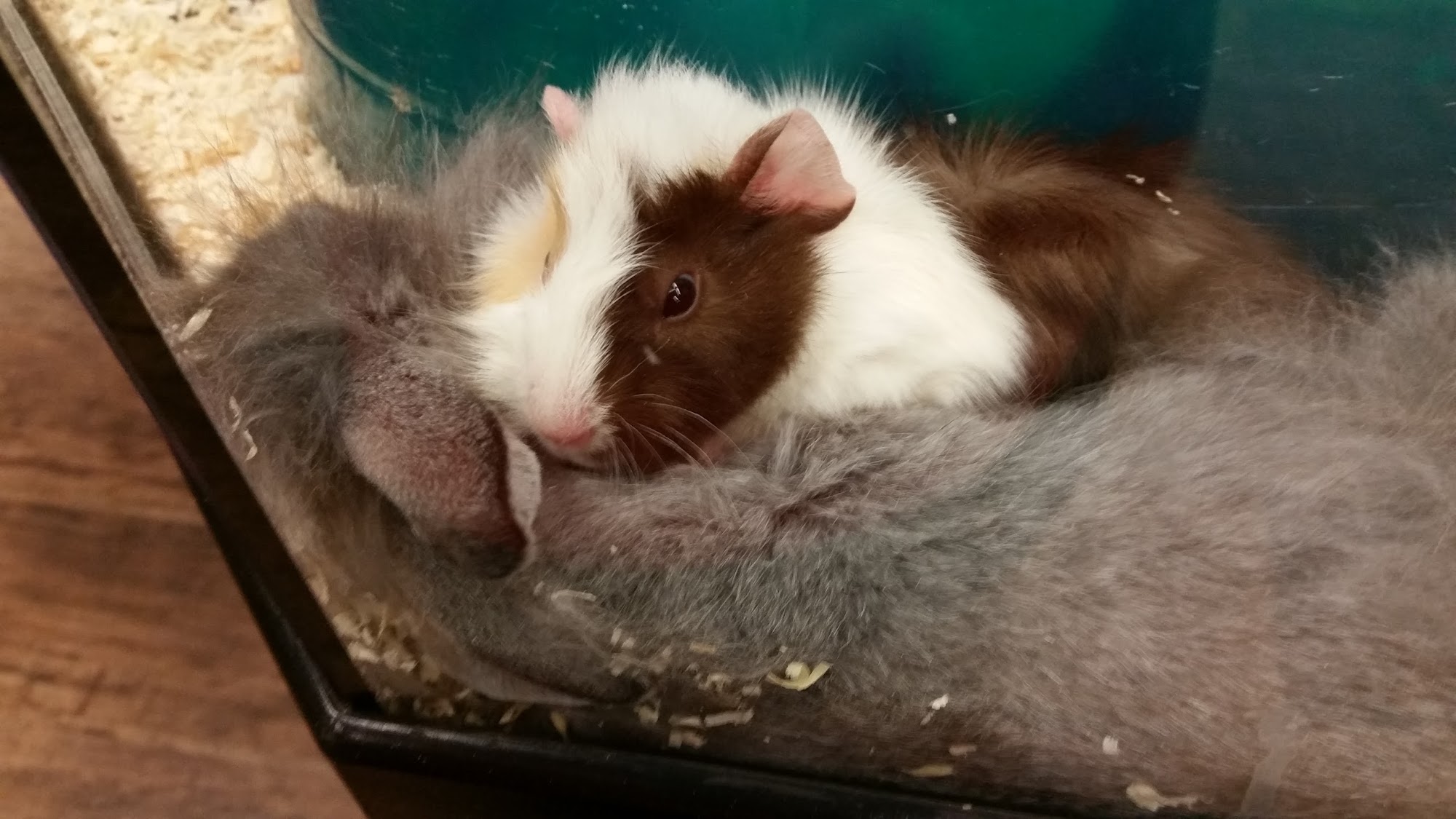 Rovili Pet World Bolton