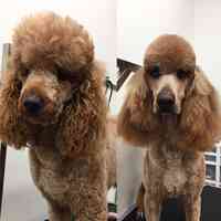 Top Dogs Pet Grooming Salon