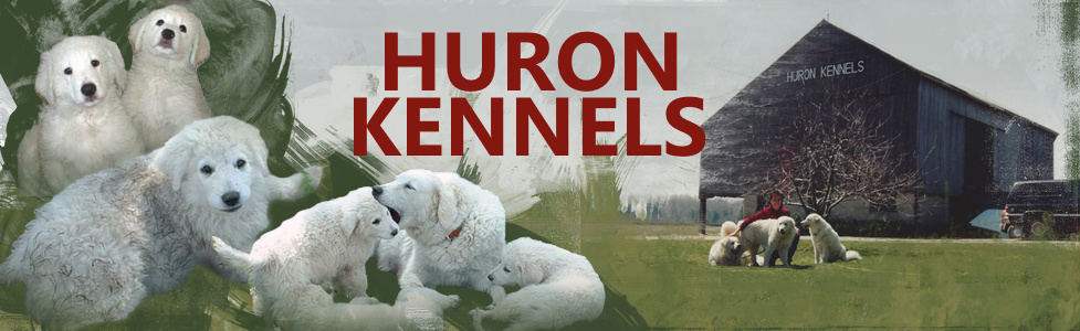 Huron Registered (Kuvaszok) Kennels 79169 Bluewater Hwy, Goderich Ontario N7A 3X8
