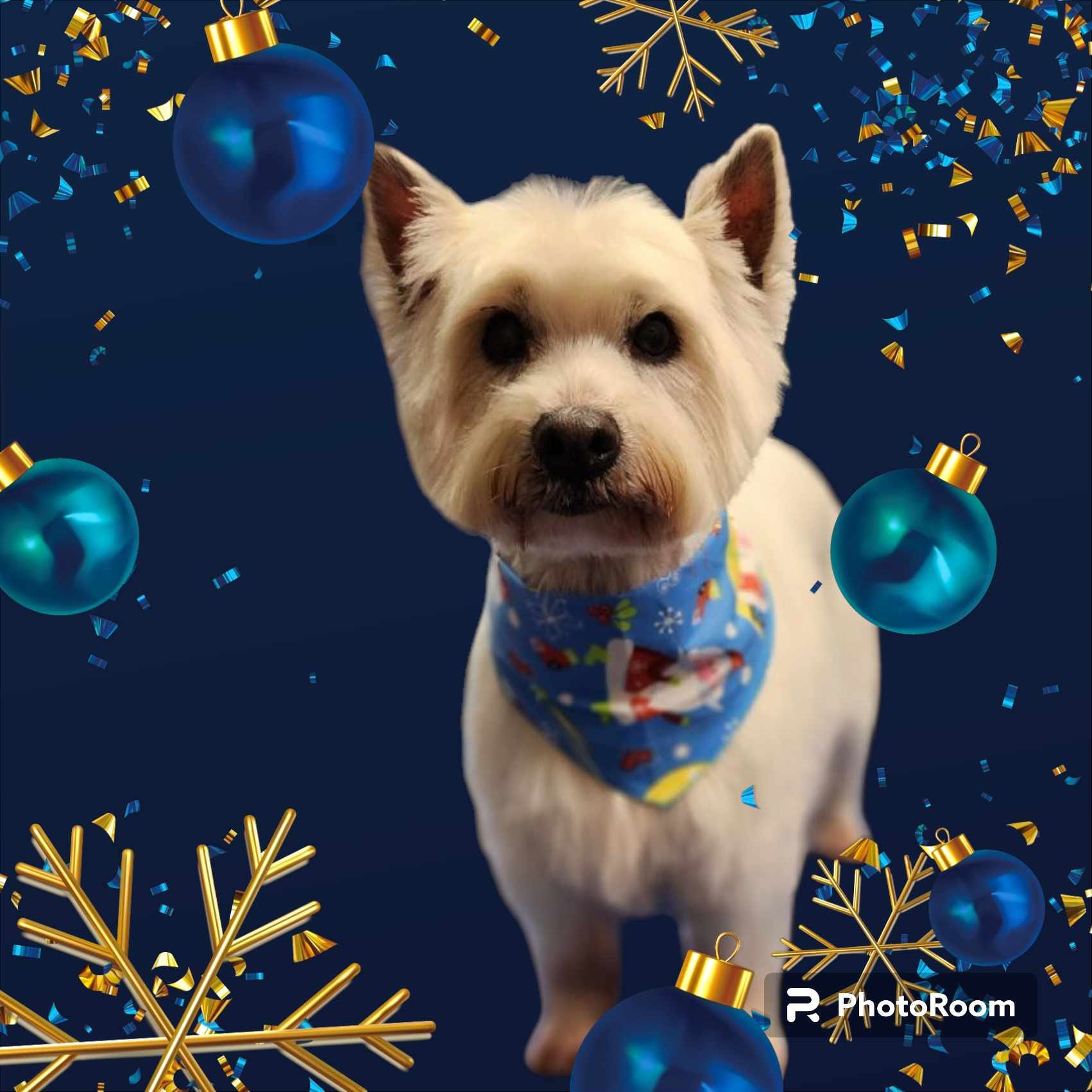 Pawsitive Pet Stuff Strathroy