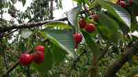 Pilgrim Orchards Baugh