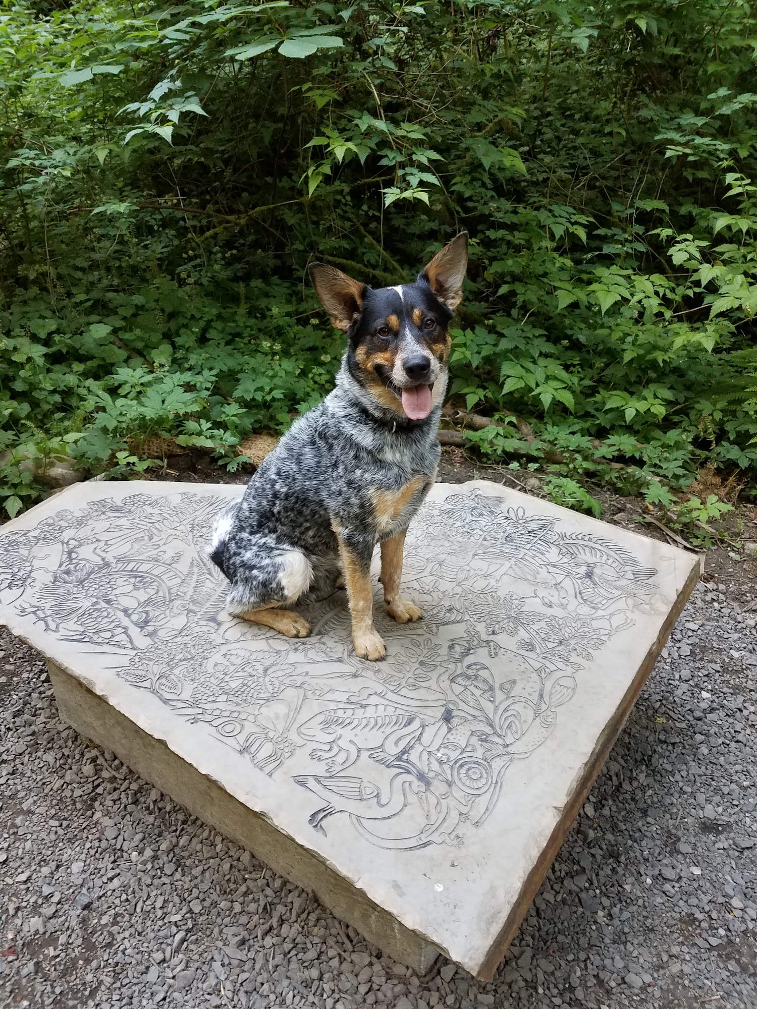 Natures Acres Boarding Kennels 18651 SE Foster Rd, Damascus Oregon 97089