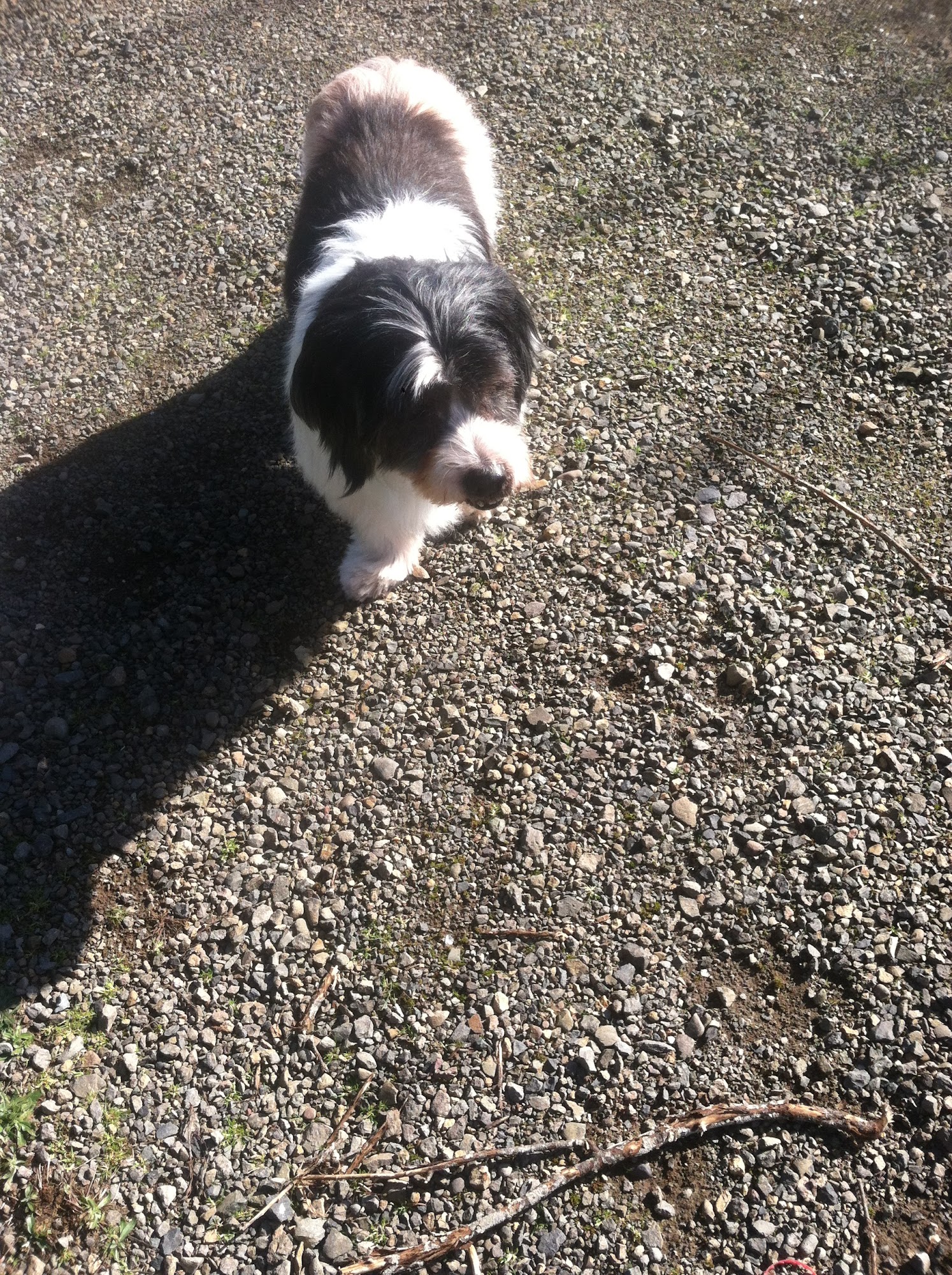 Browning's Dog Ranch-Tails Inn Eugene