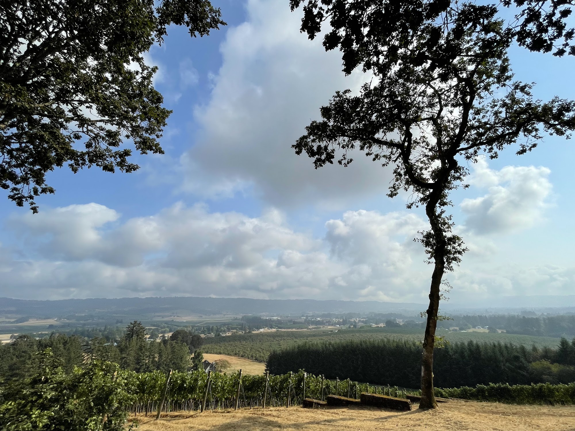 Anderson Family Vineyard