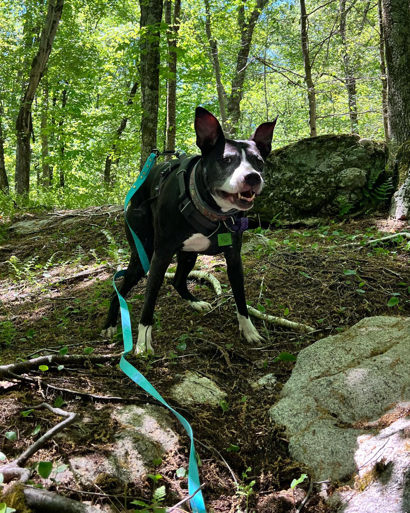 Creative Canine Solutions: Dog Training and Behavior Modification Springfield