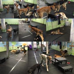Work'n Pawz﻿​​ Dog Training LLC