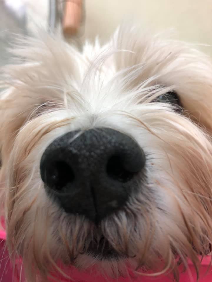 Nightwatch Kennel & Pet Specialties Chalfont