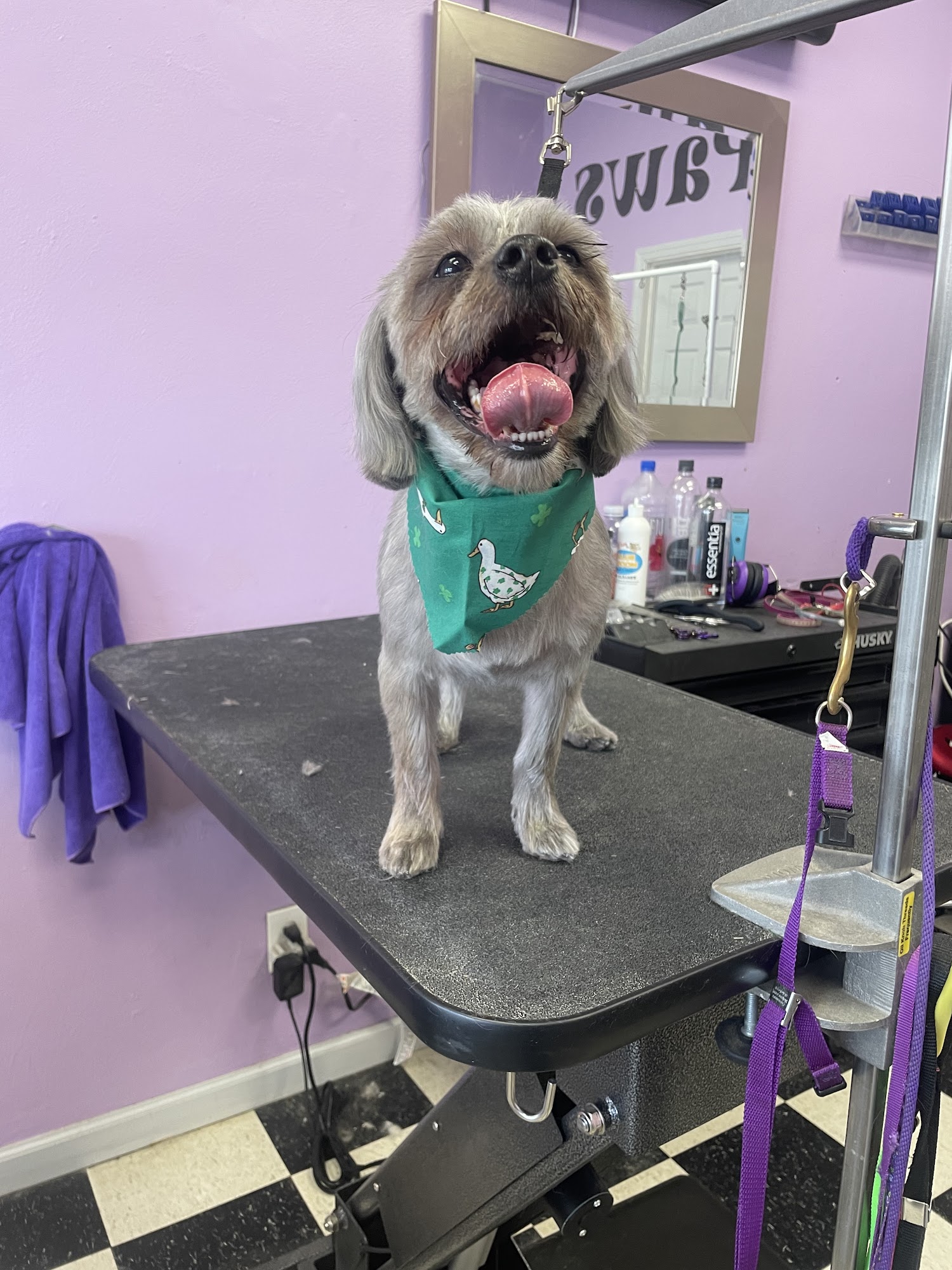 Puffy Paws Dog Grooming 1726 Mt Royal Blvd, Glenshaw Pennsylvania 15116