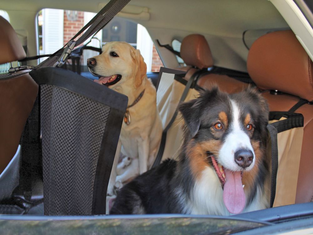 K9 Carfence Glenside