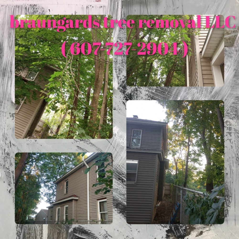 Braungards Tree Removal LLC 219 Church St, Great Bend Pennsylvania 18821