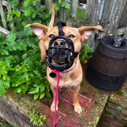 On-Command Canine Training
