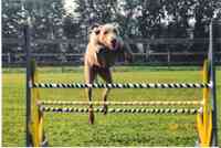 Flying High Dog Agility and Obedience