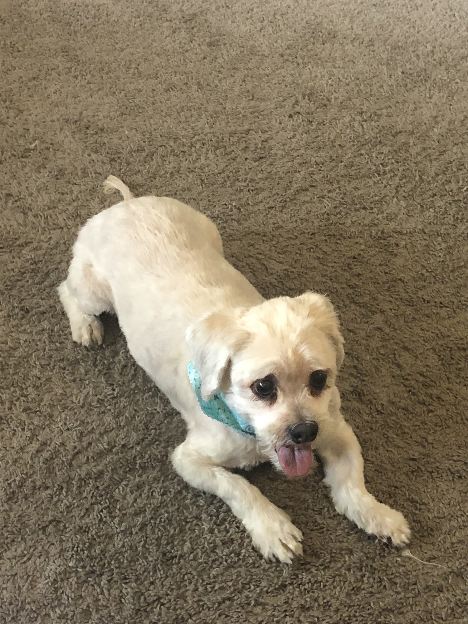 A Dogy Boutique Penndel