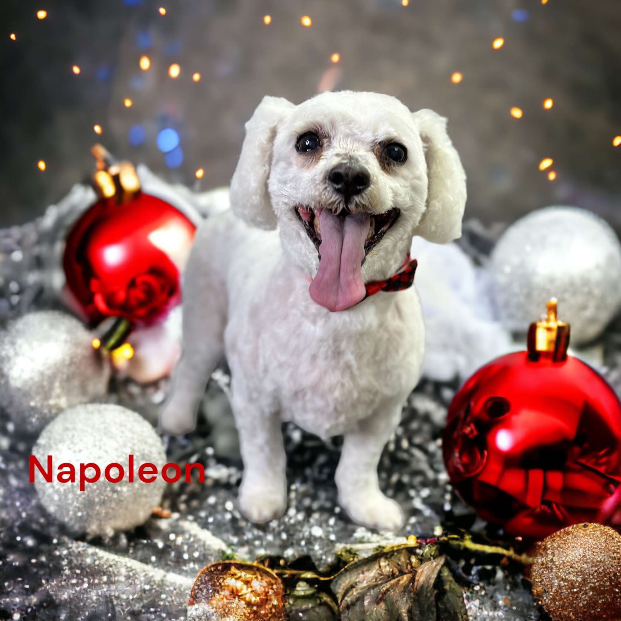 Pawsitively Purrfect Pet Salon Pittston