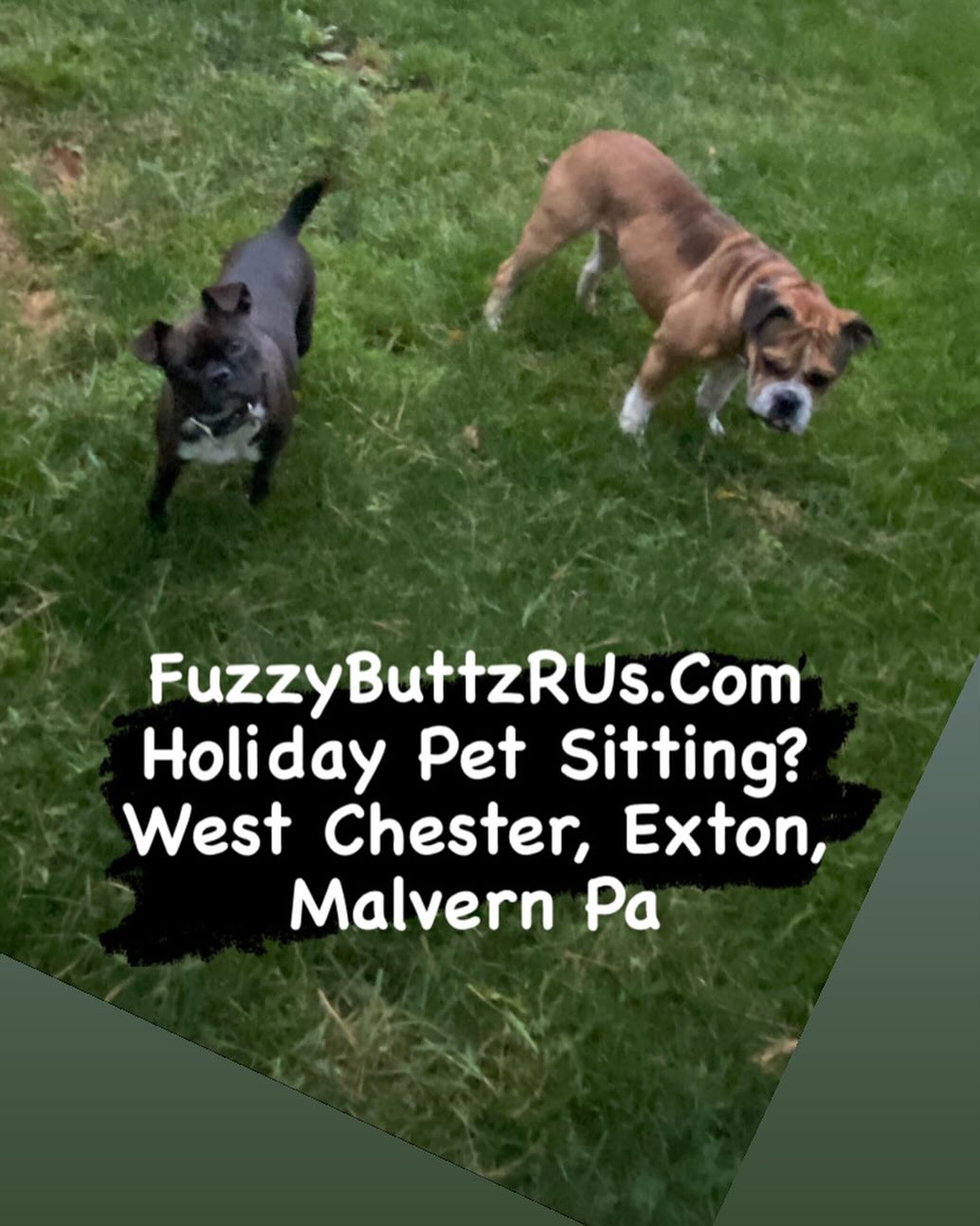 FuzzyButtzRUs- Pet Sitting Services West Chester