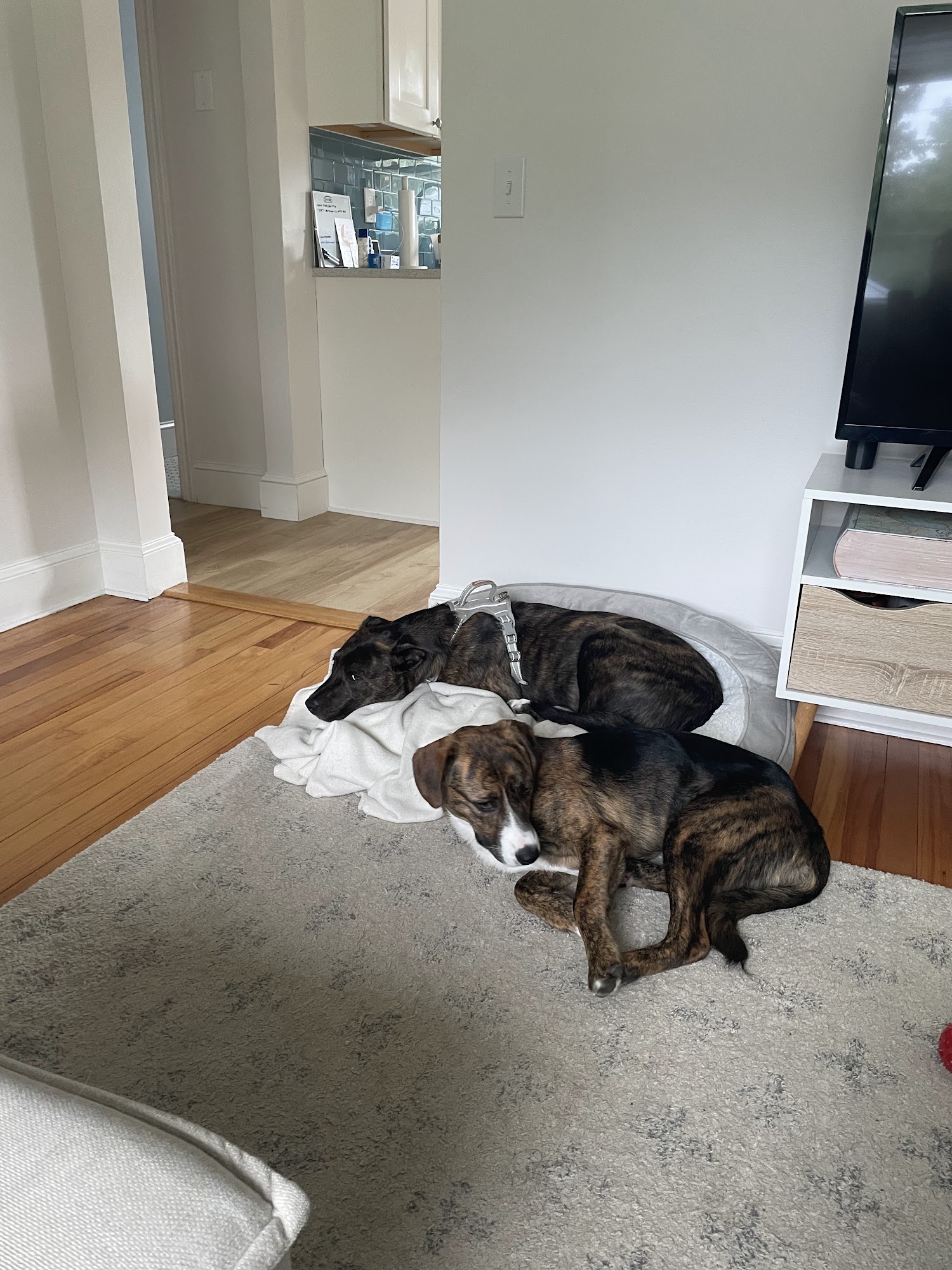 EGAPL Heart of RI Animal Rescue League Cranston