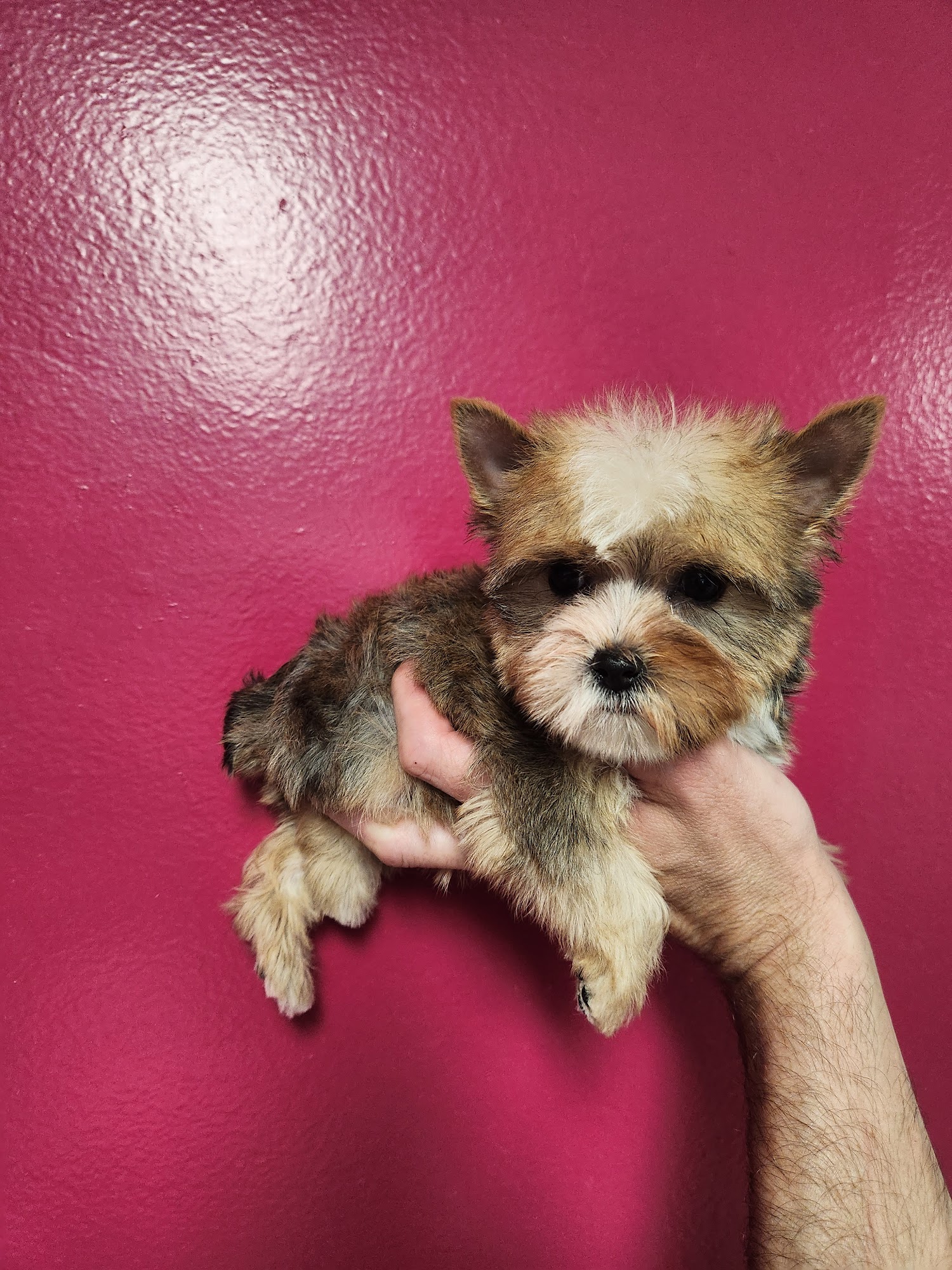 Scissors-N-Suds Grooming And Boarding Aiken