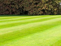 DM's Landscape & Lawn Care Maintenance
