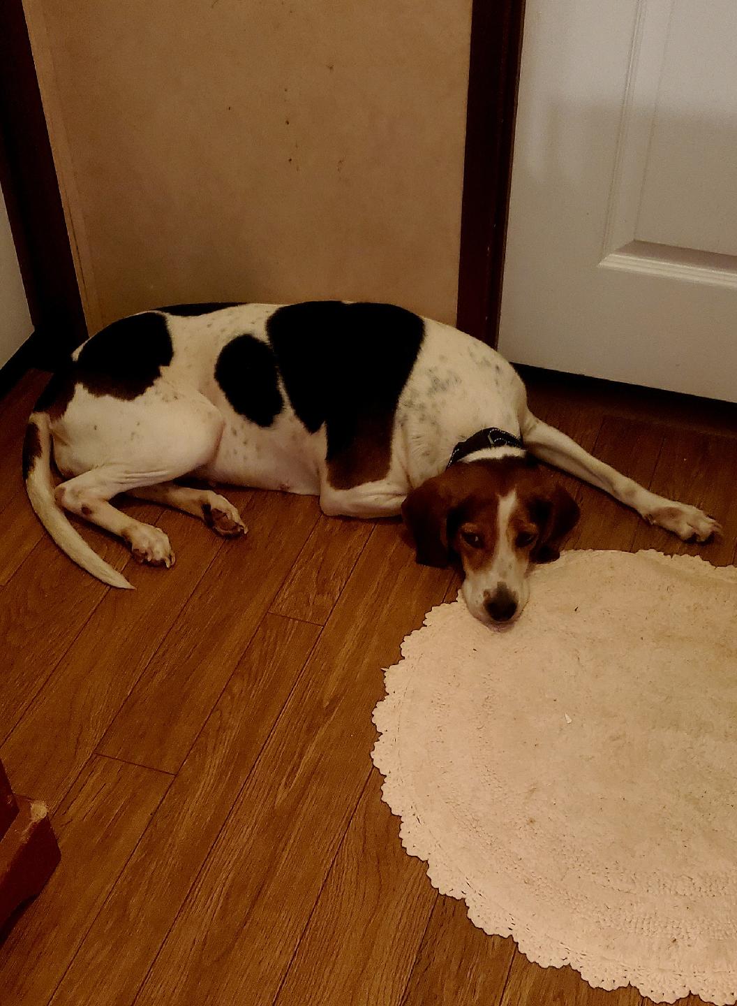 Pickens County Animal Shelter Pickens