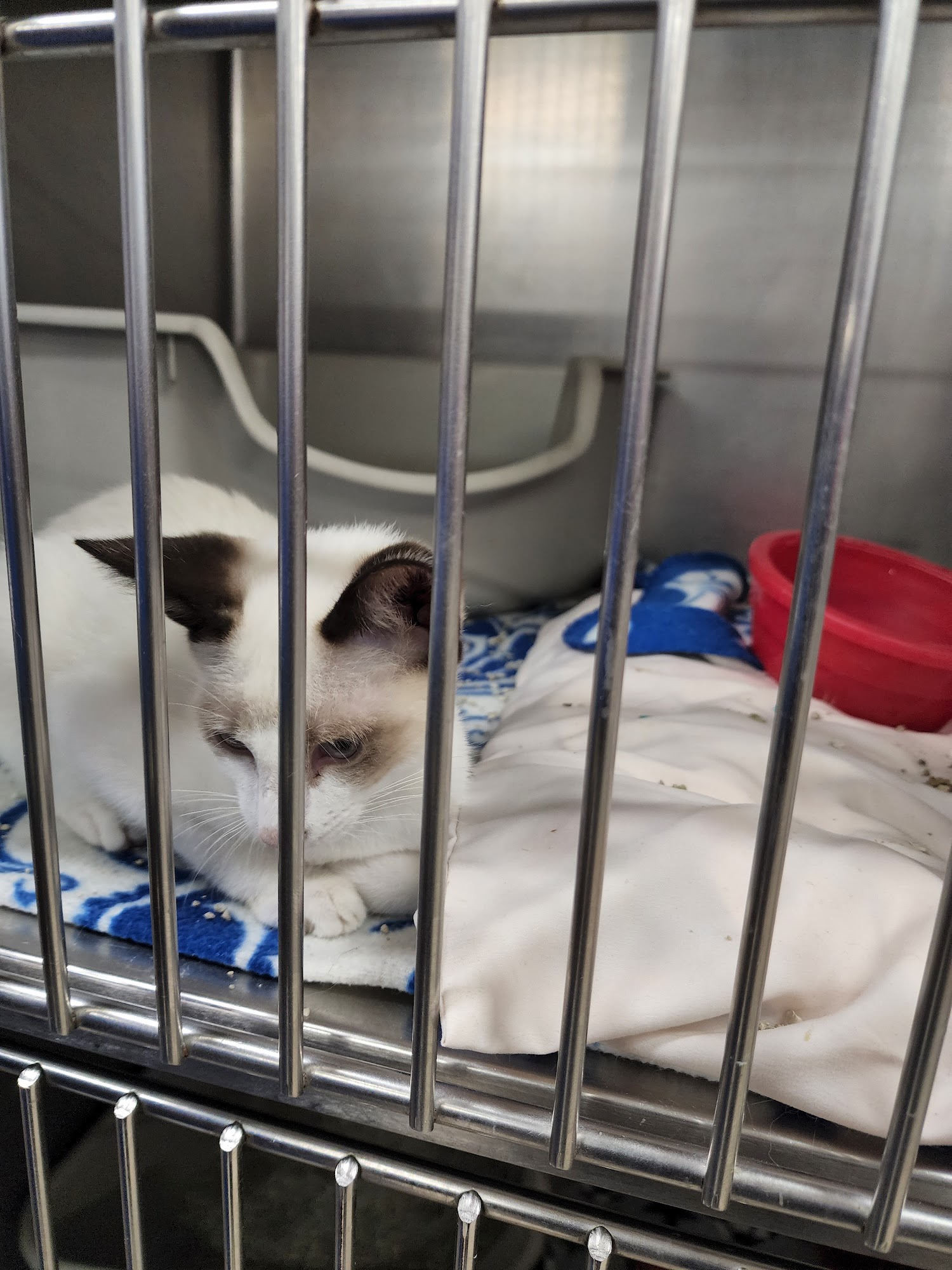 SPCA Humane Organization Sumter