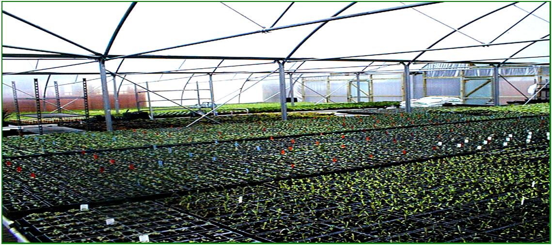Swailend Nurseries & Garden Centre