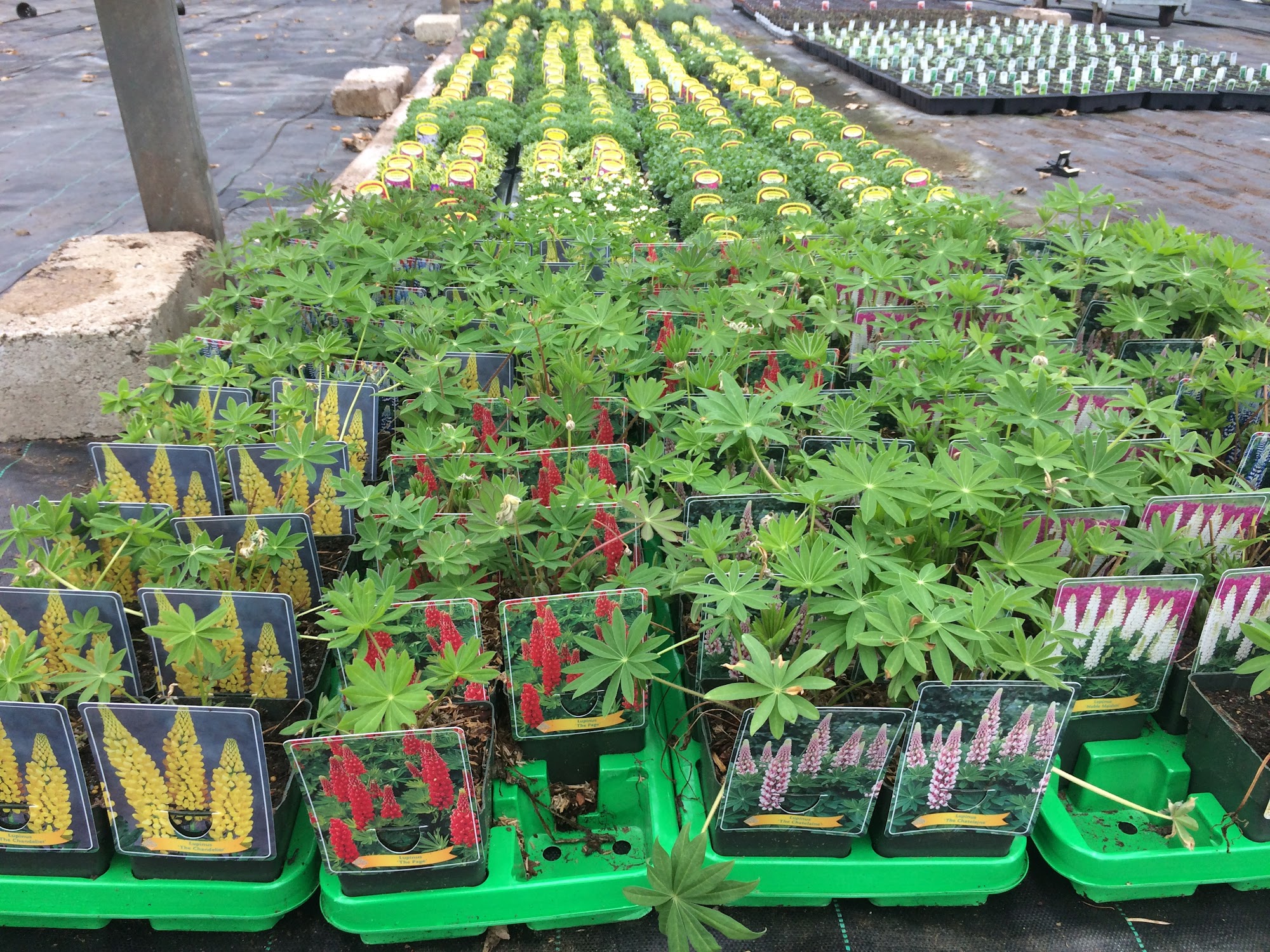 Cove Bay Nurseries