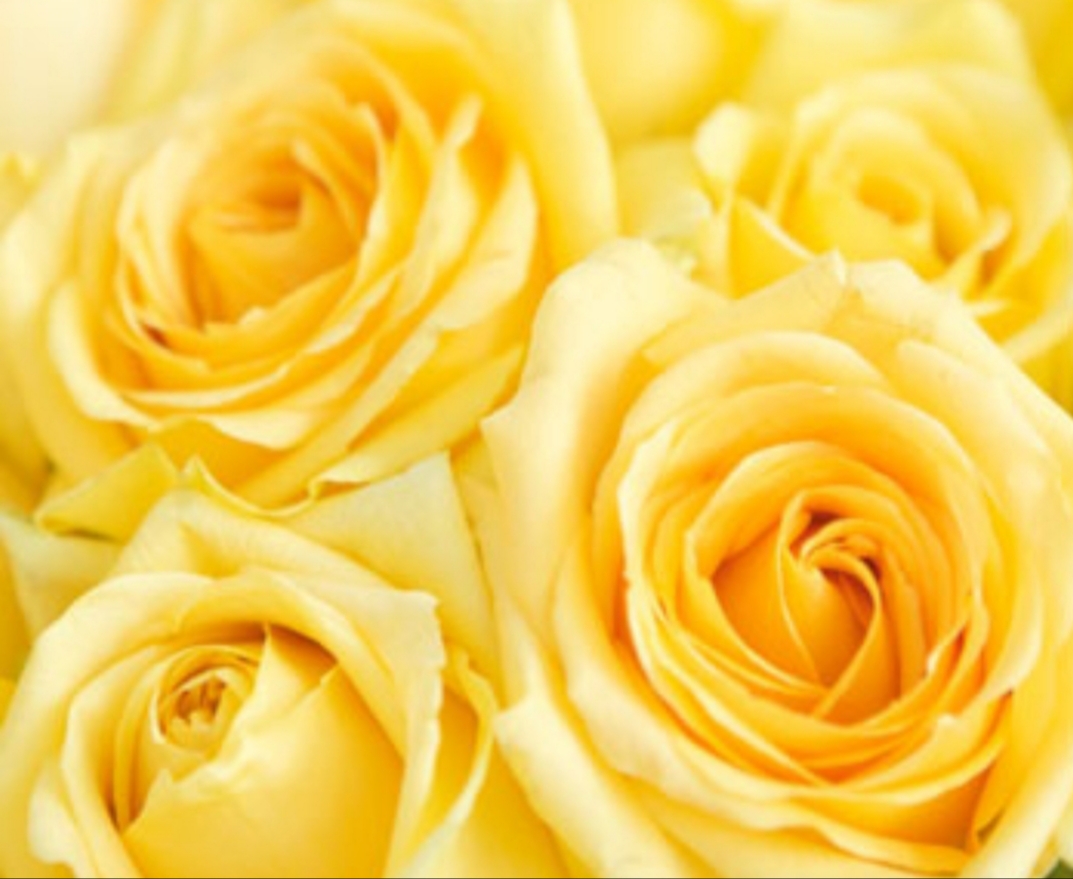 Orchard Florists