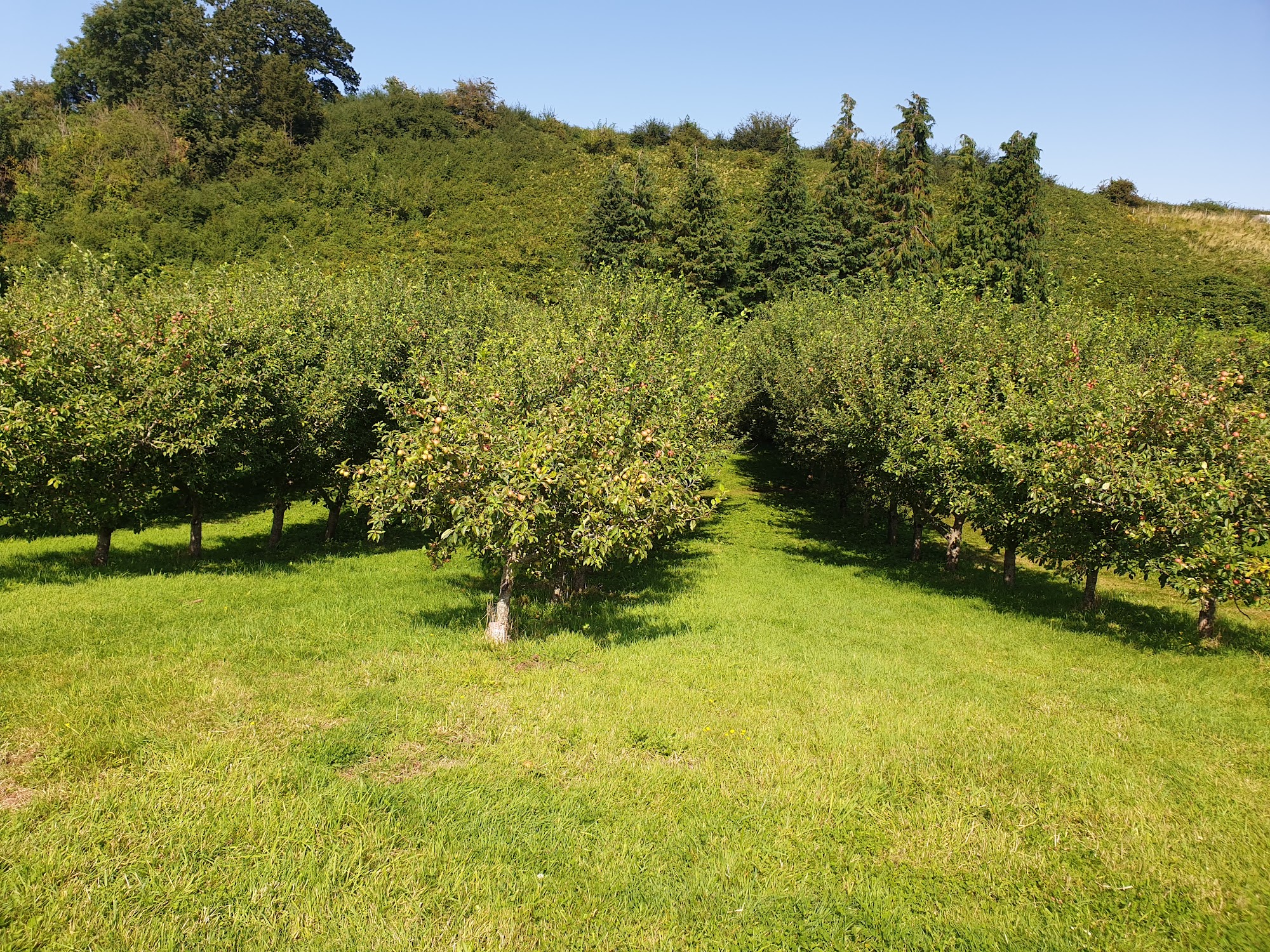 Torre Cider Farm