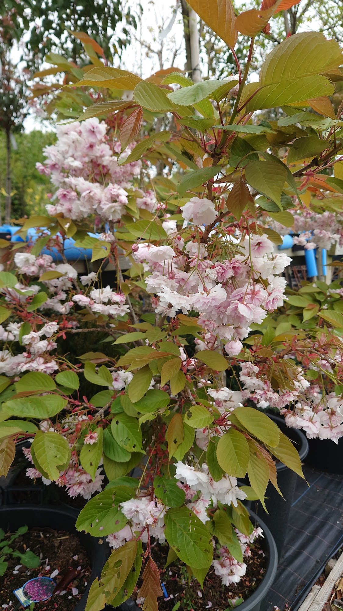 Spring Reach Nursery
