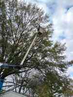 Cox Tree Removal & Landscaping llc