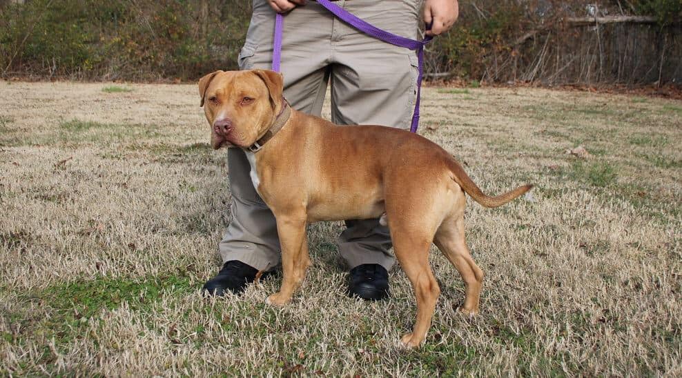 Jackson Madison Rabies Control Jackson