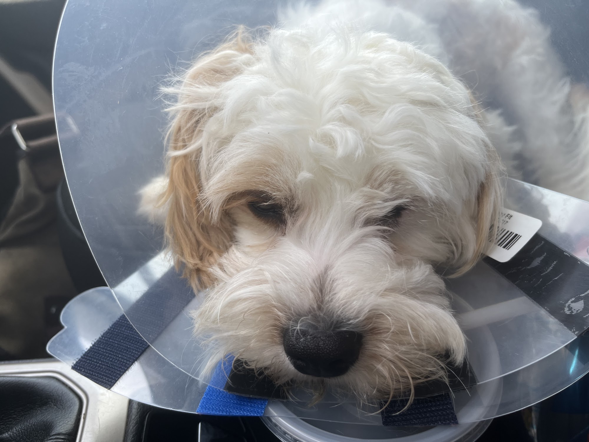 Companion Animal Hospital: Williams Scott DVM Kingsport