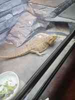 J&J Reptiles