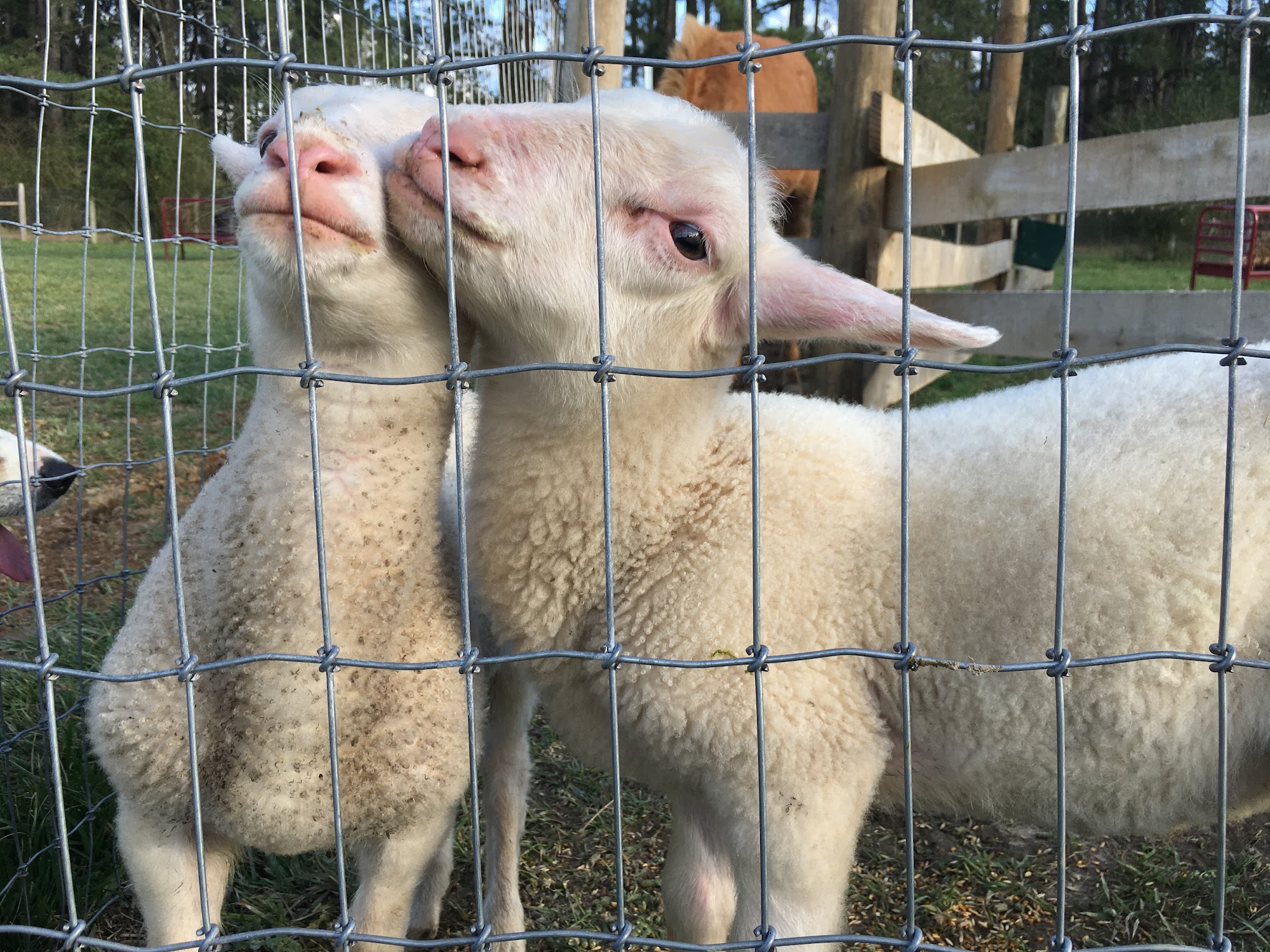 Ramseys Appalachian Large Anml Maryville