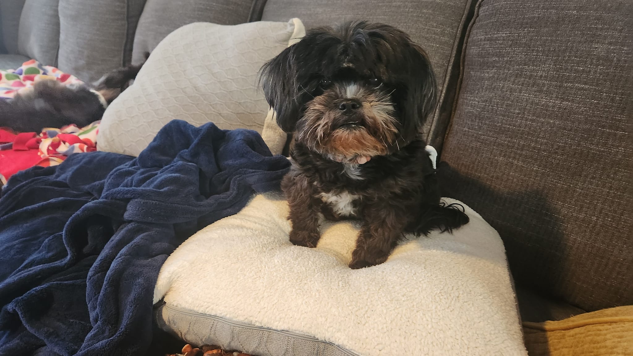 Animal House Pet Sitting Maryville